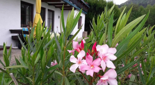 Апартаменты Garten Apartment Diwoky