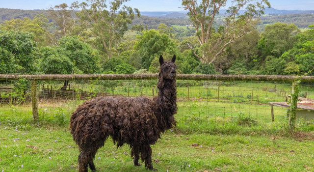 Serendipity Farm, จอง พักในฟาร์ม Mapleton Sunshine Coast