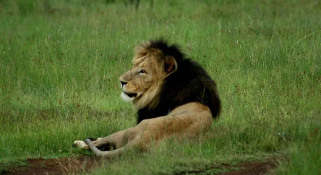 Wild Ivory Eco lodge