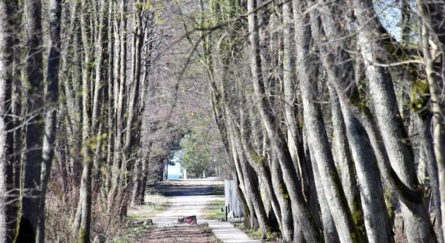 Вилла с 2 комнатами Žalia Kopa Pine Forest Villa with Pool
