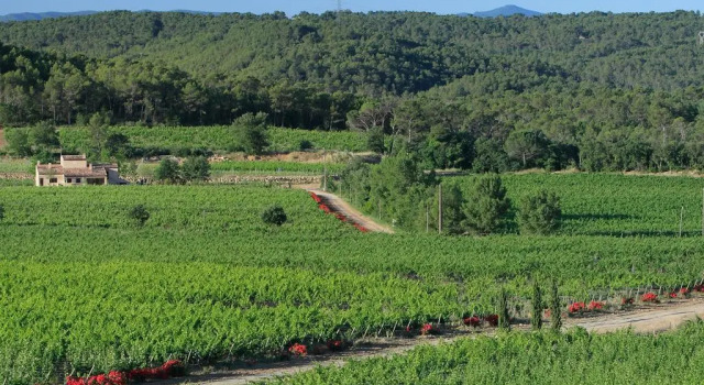 Le Mas De Château Roubine