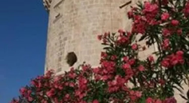 Villa Jade Apartments FRONT ROW SEA VIEW - WALK TO KORCULA OLD TOWN, Prenota Appartamento Žrnovo 