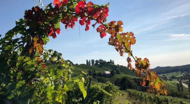 Апартаменты Weingut - Ferienhaus Sonja Rohrbacher