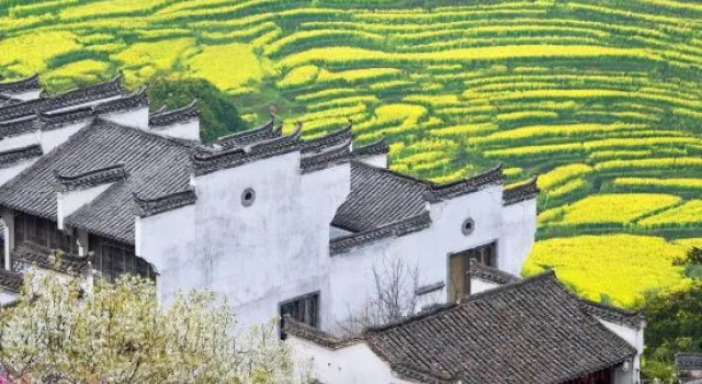 Wuyuan Leye Mountain House (Huangling Scenic Area Terraced Fields Flower Sea)