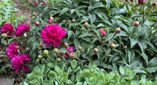 Changhai Guanglu Island Tianyuan Xianju Homestay