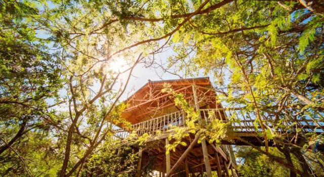 Семейный номер Standard Pezulu Tree House Lodge