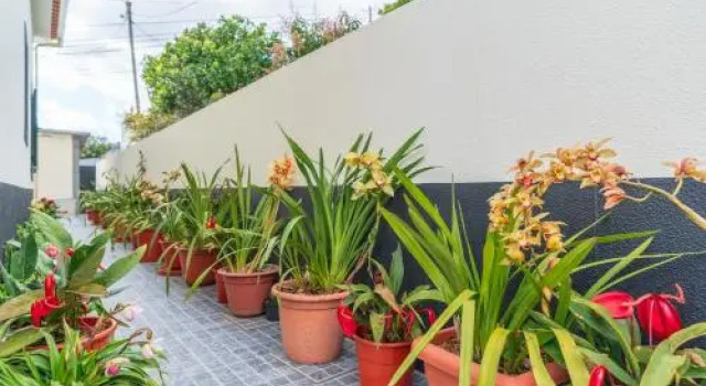 Casa Ventura, Boek Appartement Arco da Calheta Madeira
