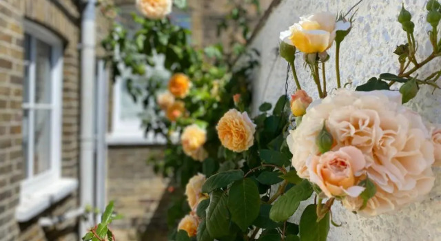 Prospect Cottage 5 mins walk to the beach, Boek Vakantiehuis Vakantiehuizen in Deal, Cottage