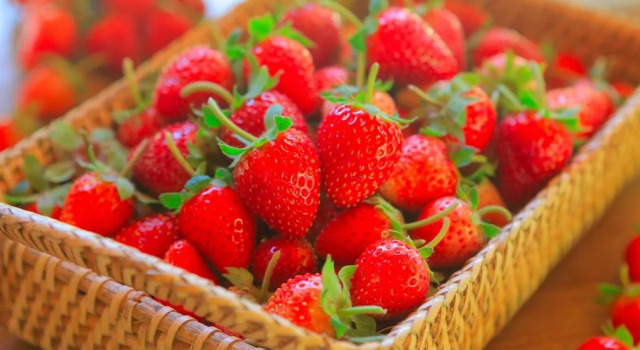 Doi Nok Strawberry Resort Chiangmai