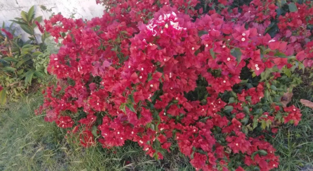 Апартаменты Les Bougainvilliers