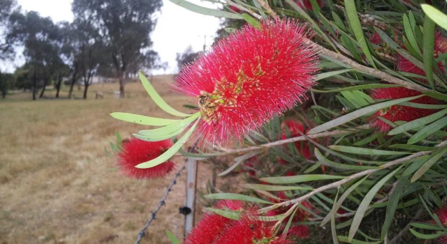 Russellee Bed and Breakfast, Buchen Sie Hotel Tumut Kosciuszko-Nationalpark