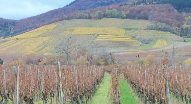 Апартаменты Apartment Route du Vin Centre Alsace