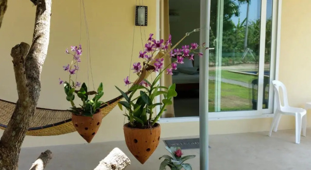 Номер Standard Longan Tree