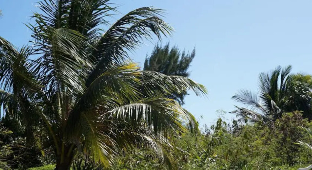 Siyaj-kin Camping, Prenota Campeggio Campeggi e glamping a Costa Maya, Campeggio