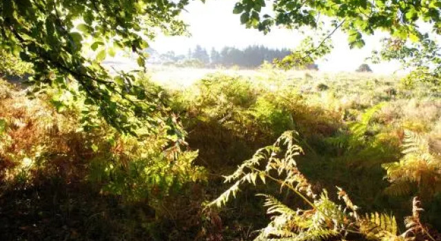 Stag's Head Farm Bed & Breakfast, Prenota Agriturismo Brompton Regis Somerset