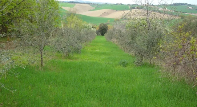 Oasi Bio Verde Marina, Rezervovat Hotel Senigallia 