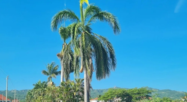 Коттедж Modern 3 Bed Sea View Retreat St Anns Ocho Rios