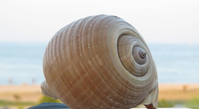 Студия с балконом и с видом на море Rodolithos Beach