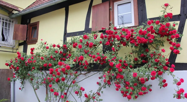 Chez Salomé et Fritz, Rezerwuj Hotel Kurtzenhouse 