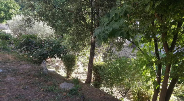 Chiapatella