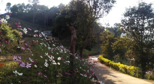 Бунгало Mong Homestay Resort
