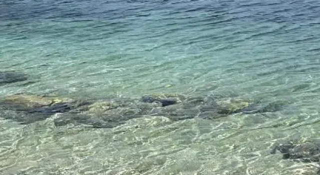 Villa Evita Apartments, Забронировать Апартаменты/квартира Апартаменты Острова Мльет, Апартаменты/квартира