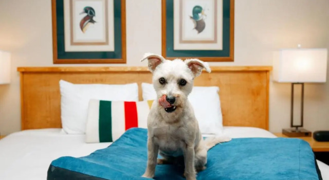Четырёхместный номер Standard Timbers Motel