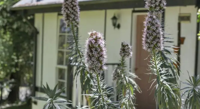 Люкс Classic Olinda Country Cottages