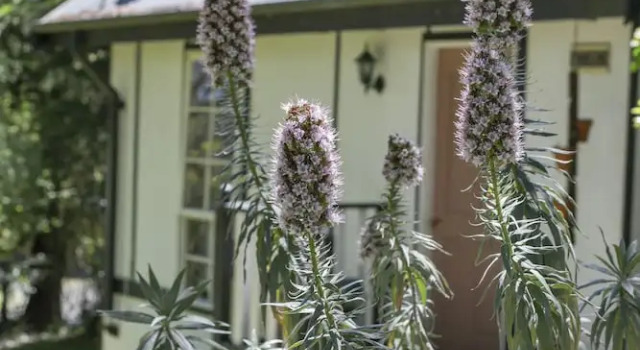 Люкс Classic с балконом и с видом на сад Olinda Country Cottages