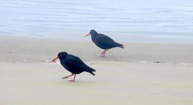 Коттедж Catlins Lake Sanctuary