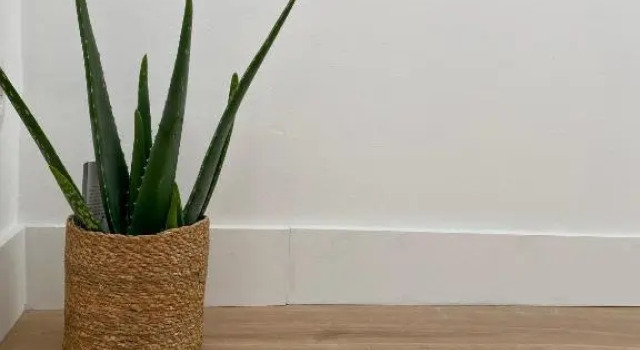 MM Greenhouse Appartement / Tourcoing - Lille, Varaa Huoneisto Tourcoing Picardy