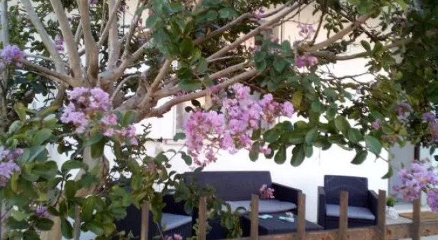 The judas trees, Prenota Hotel Mestre Veneto