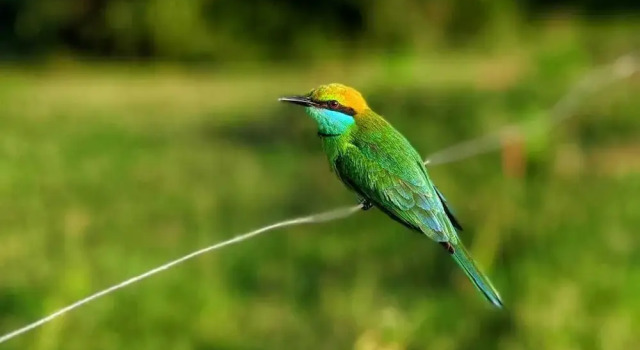 Yala Jungle Haven