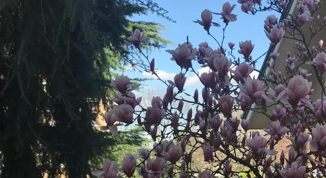 Номер Standard B&B Borgo dei Fiori