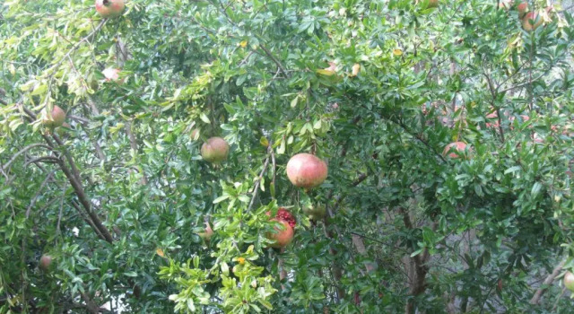 La Felice Casa Di Nonno Battistino