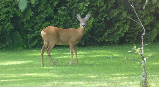 Шале Vakantie op de Veluwe