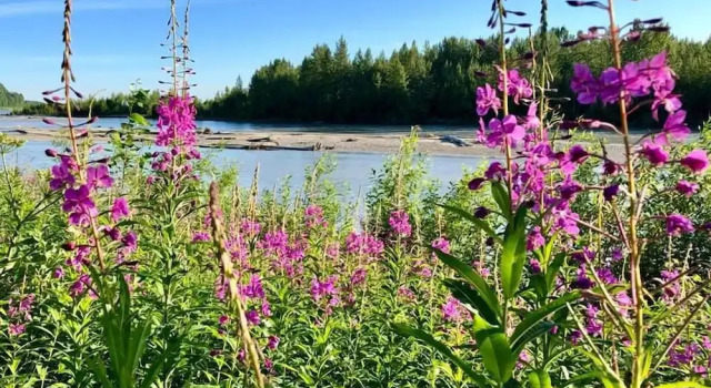 Номер Standard Riverside Cabins at Susitna River Lodge