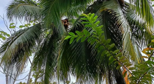 Номер Superior Hotel Nature Lodge Finca los Caballos