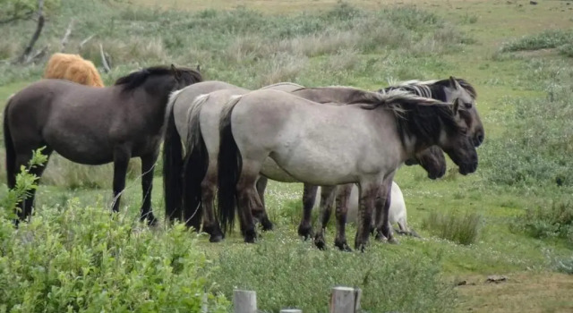 Коттедж Prachtige woning aan de duinen