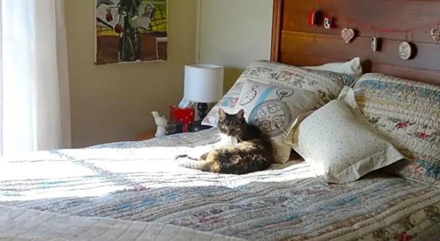 Номер Economy The Captain's House bed & breakfast