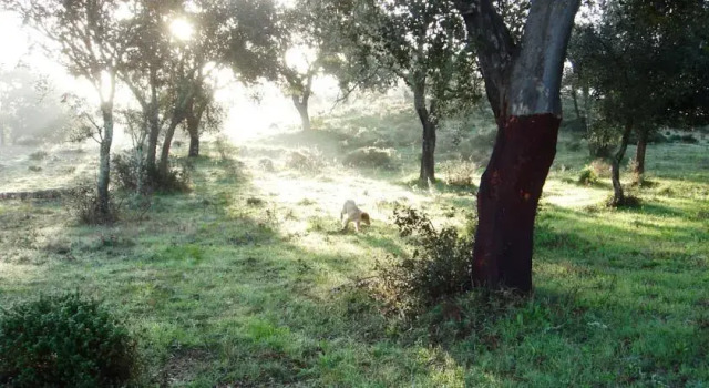 O Nosso Mundo, Prenota Hotel Hotel a Alentejo con parcheggio, Parcheggio