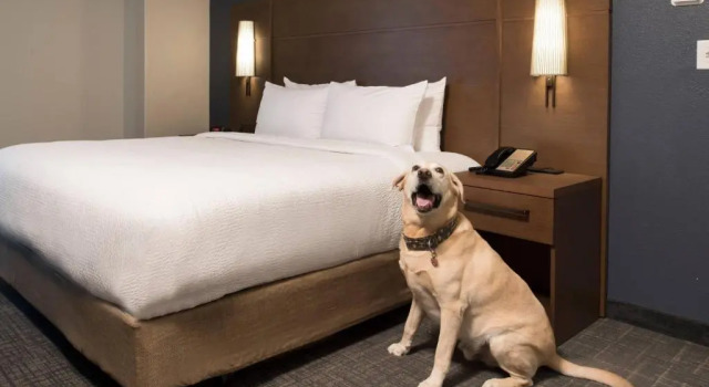 Люкс c 1 комнатой с видом на город Residence Inn Memphis Downtown