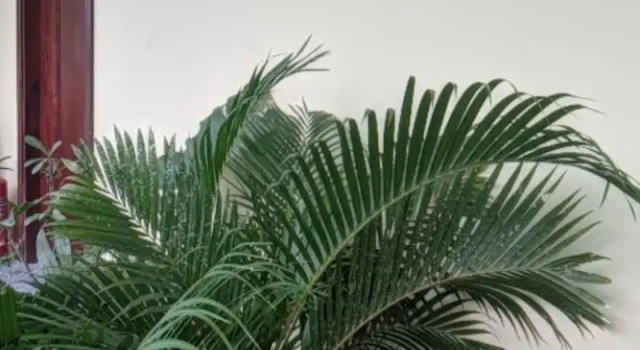 Двухместный номер Standard Hoa Anh Dao Garden Hotel