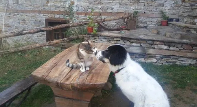 Guest House Vesko & Suzi, Réserver Maison d'hôtes Kovatchevitsa Blagoevgrad