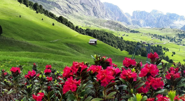 Dolomites Chalet CESA VEDLA -nature & silence, Забронировать Шале Кастельротто Альпе-ди-Сьюзи