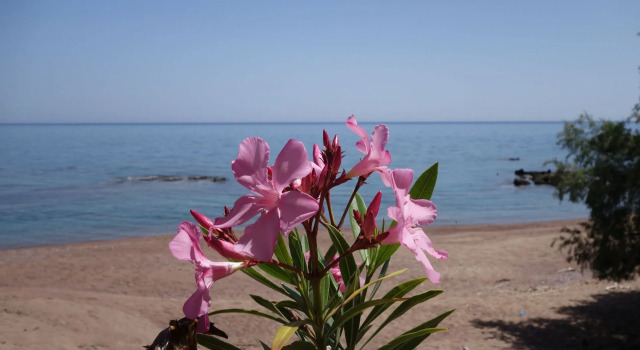 Вилла Alisahni Beachfront Villas