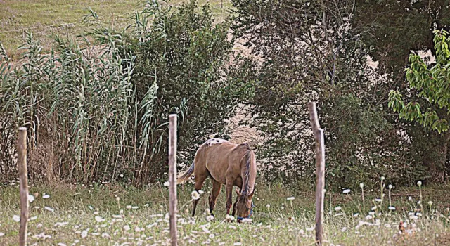 Agriturismo Yes Boss