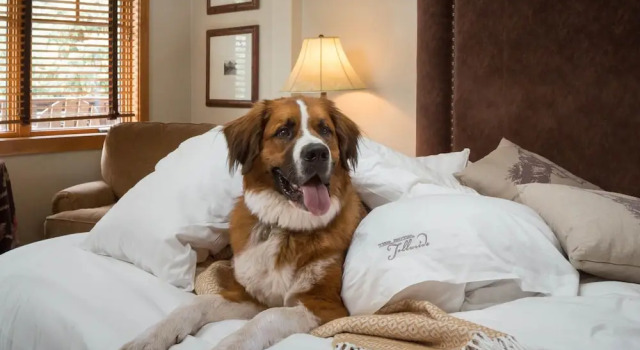 Номер Superior The Hotel Telluride