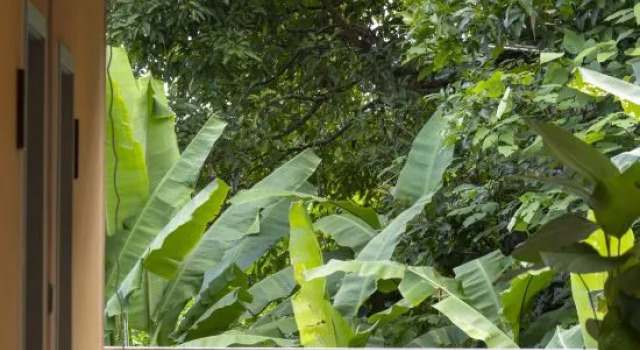 Jingmaishan Gukang Mingye Homestay (Princess Banyan Tree)