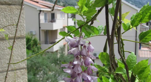 Студия Apartmani Kovačević